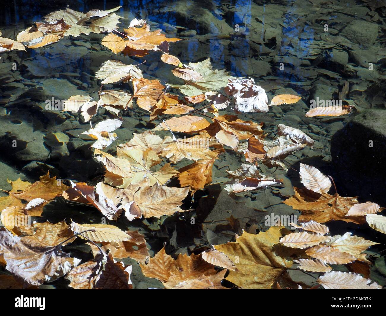 The leaves have fallen in to the stream Stock Photo - Alamy