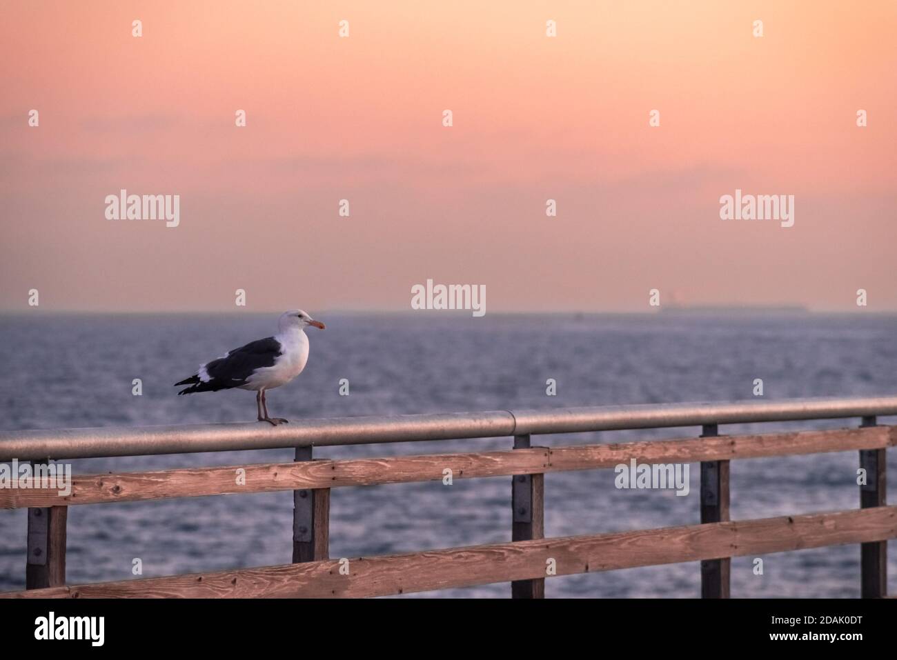 A seagull standing on the rim of the Huntington Beach Pier California at sunset Stock Photo