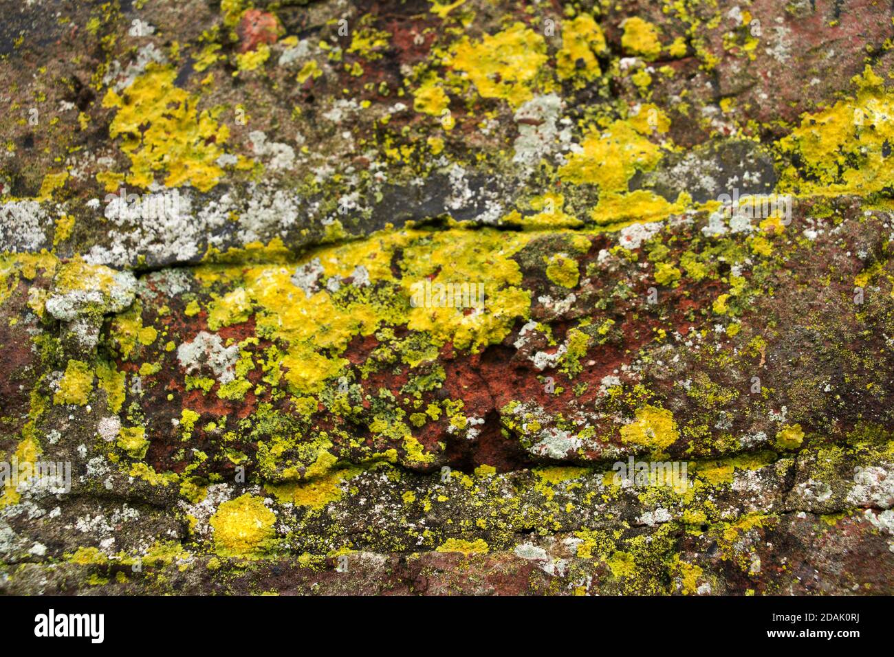 The common yellow lichen, Candelariella vitelline, grows on many surface types ranging from wood to rock and masonry. Stock Photo