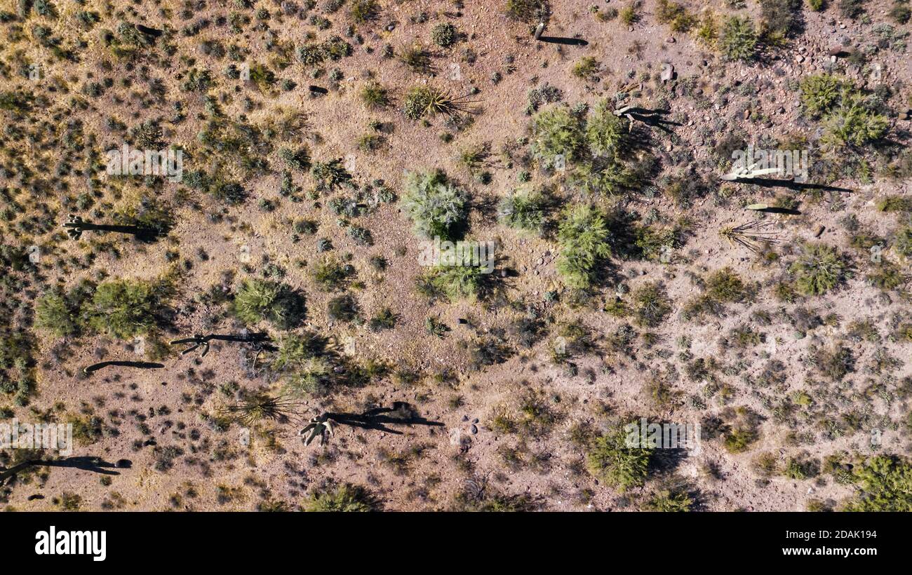 Drone view of a cactus field in Phoenix Arizona Stock Photo
