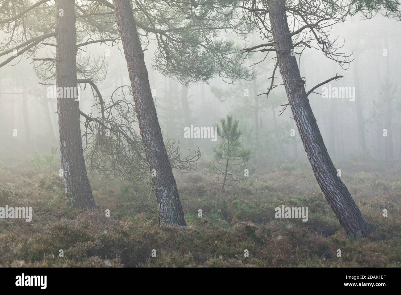 Der Kiefernwald in der Nähe des Cap Erquy im herbstlichen Morgennebel. Bretagne, Nordküste. Frankreich. Stock Photo