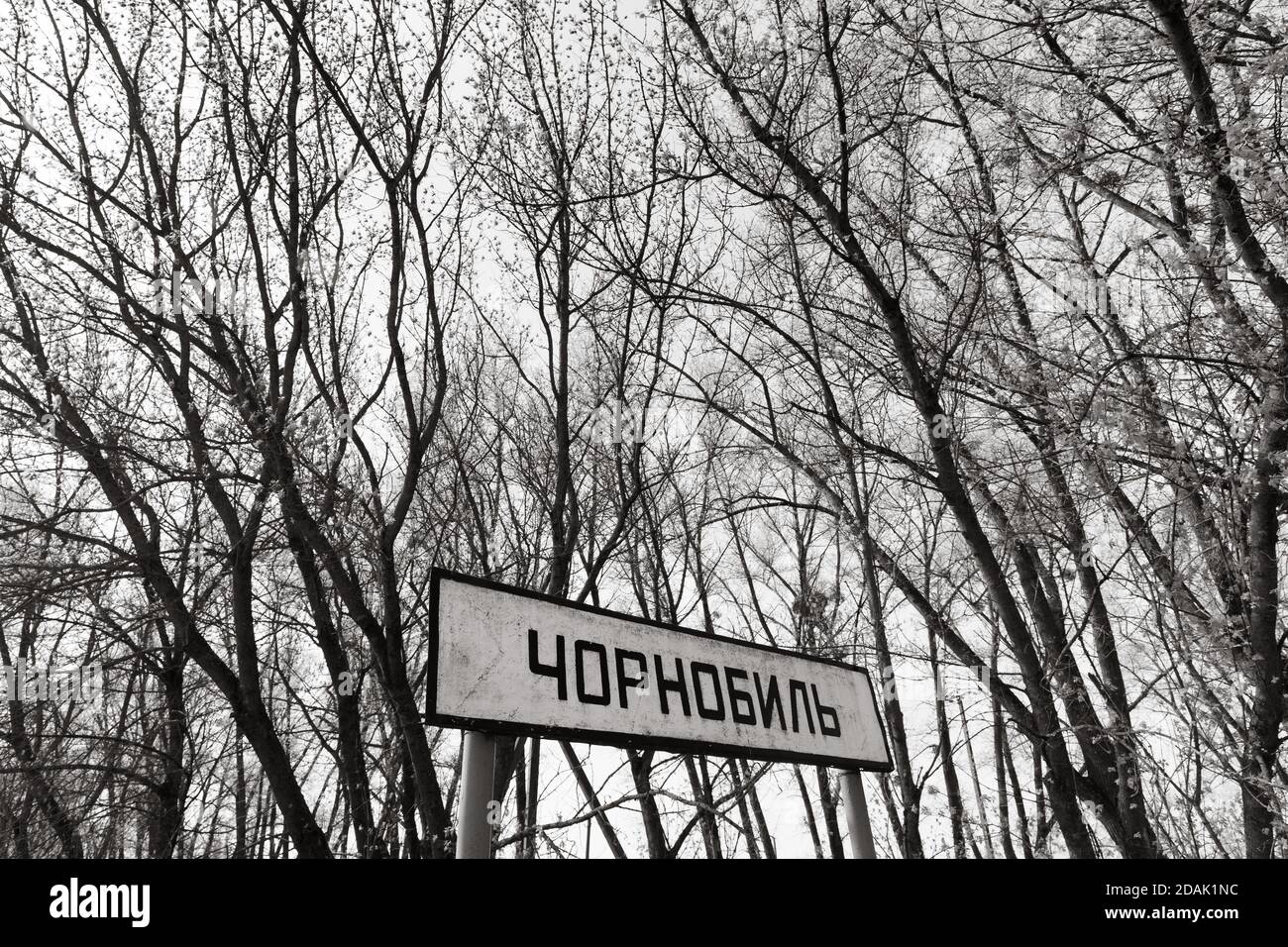Trees on Chernobyl Exclusion Zone near Chernobyl nuclear power plant ...