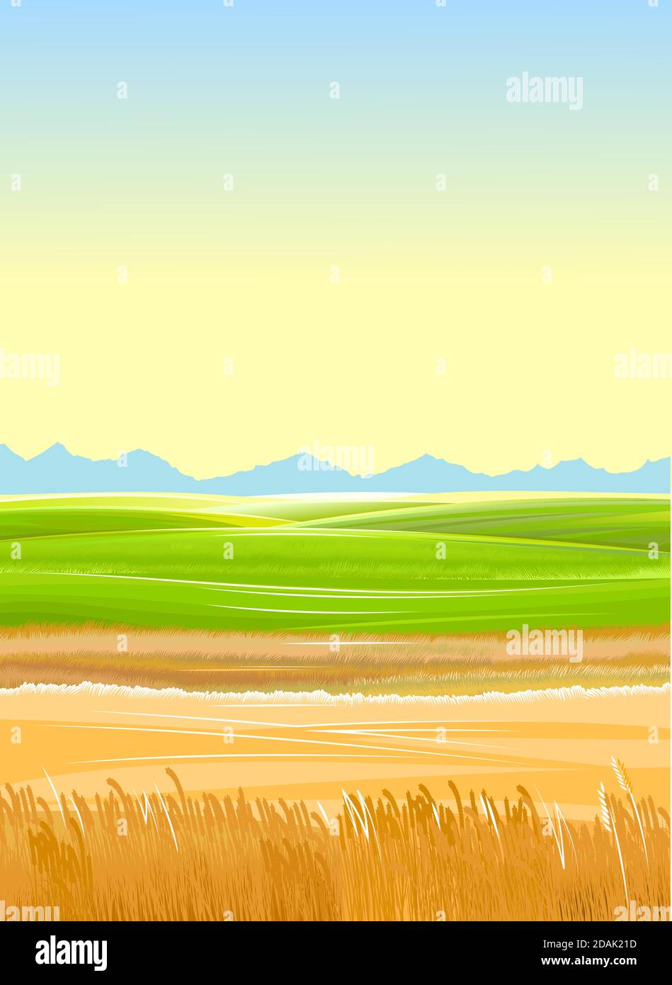 Wheat field. Rural hills and meadows. Scenery. Vector. Pasture grass for cows and a place for vegetable gardens and farming. Horizon. Beautiful view.  Stock Vector