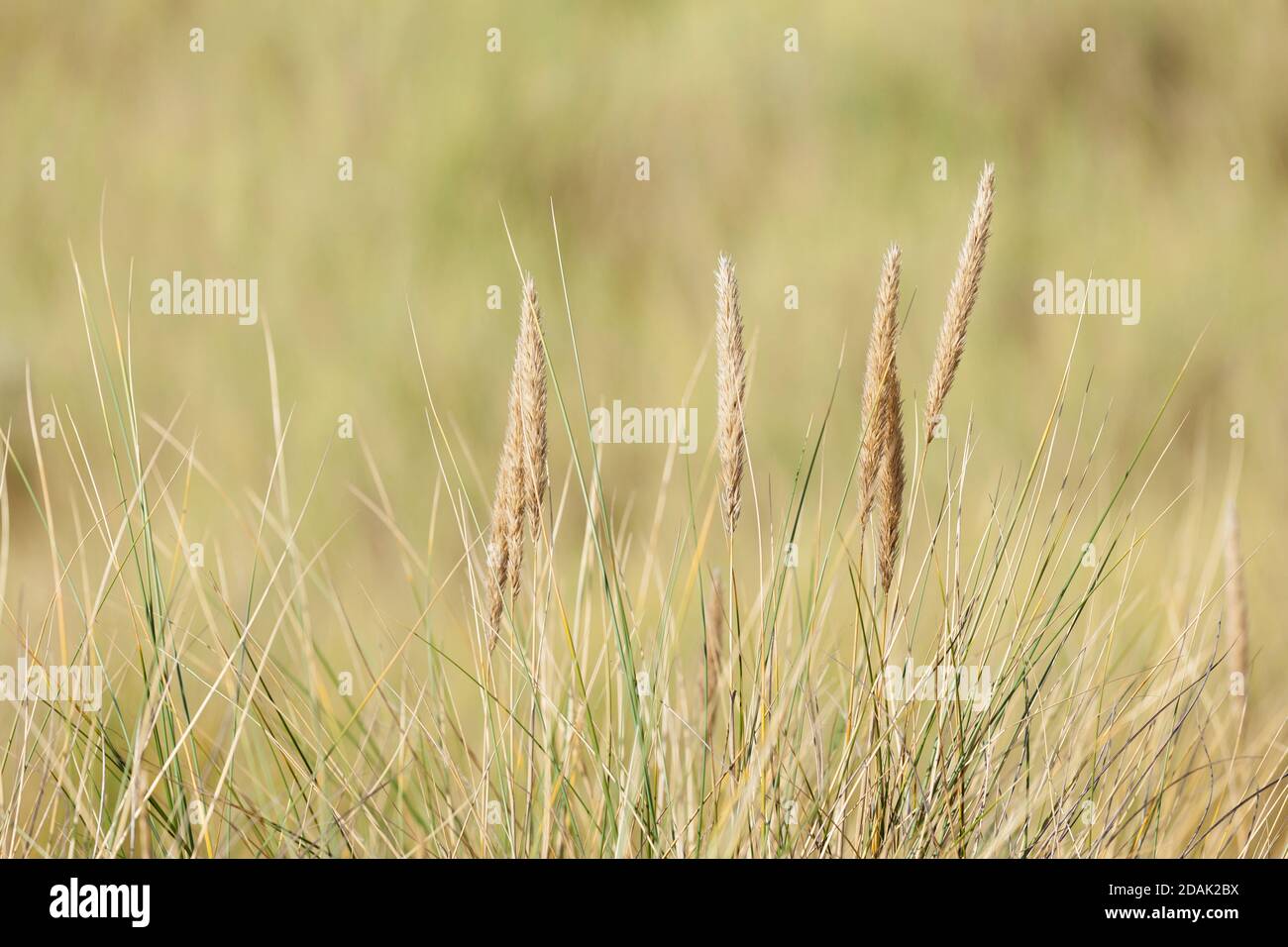 Dune grass close-up at Portbail, port town on the Cote des Havres, Cotentin Normandy, France. Stock Photo