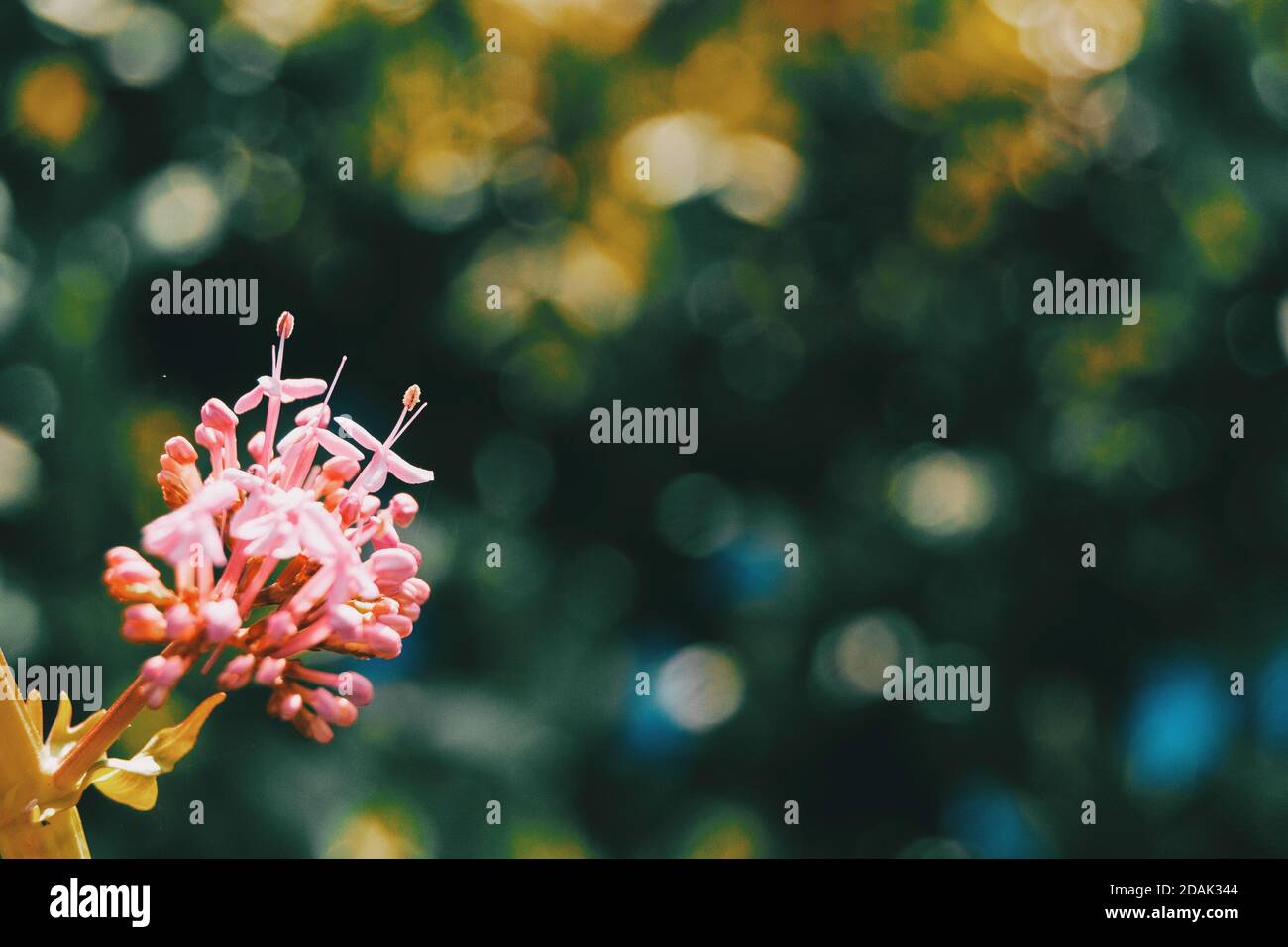 Close-up of a bunch of pink flowers of clerodendrum on a green and yellow bokeh Stock Photo