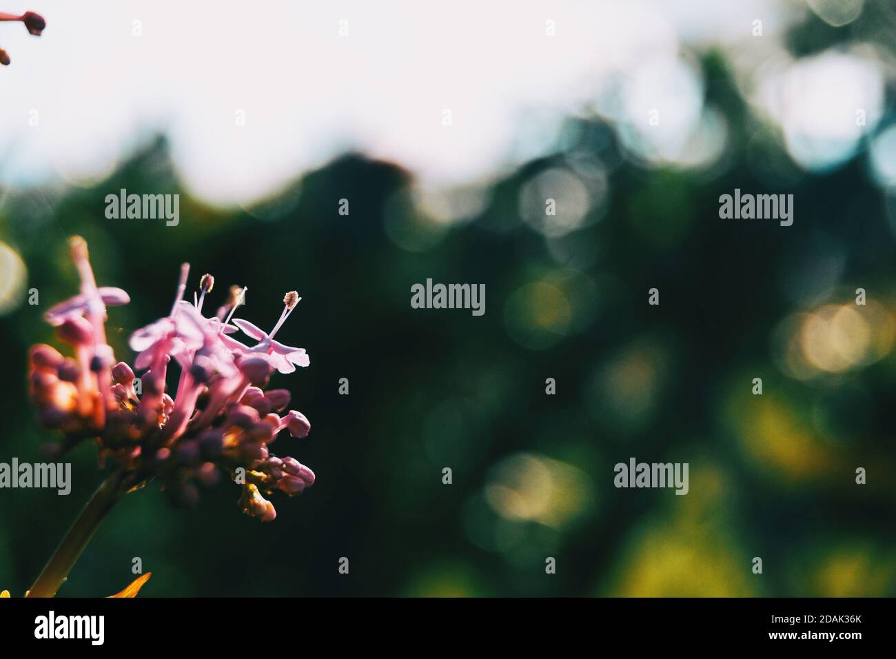 Close-up of a bunch of pink flowers of clerodendrum on a green and yellow bokeh Stock Photo