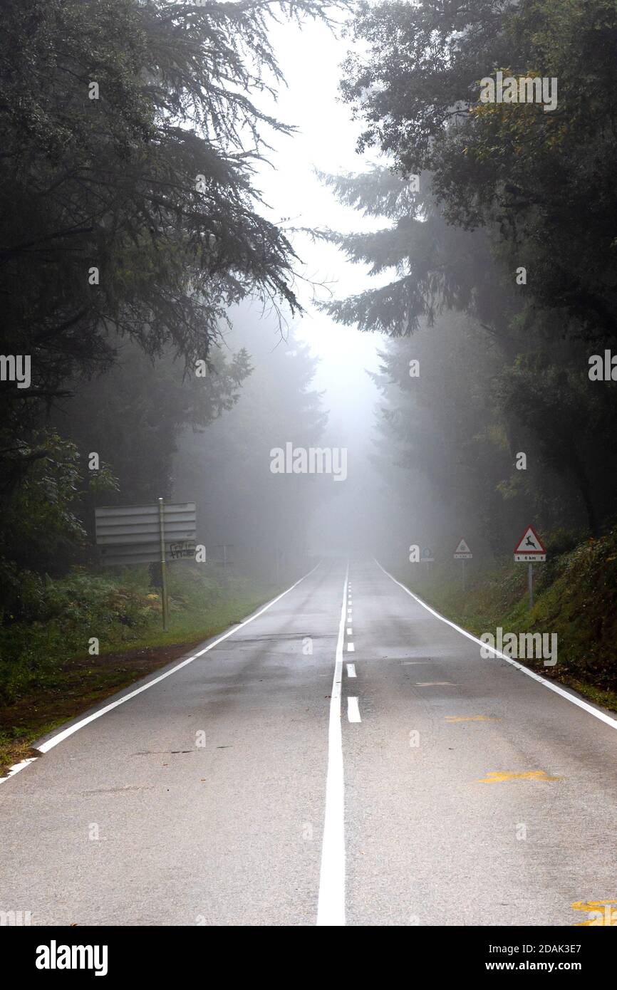 Mystic foggy forest road hi-res stock photography and images - Alamy