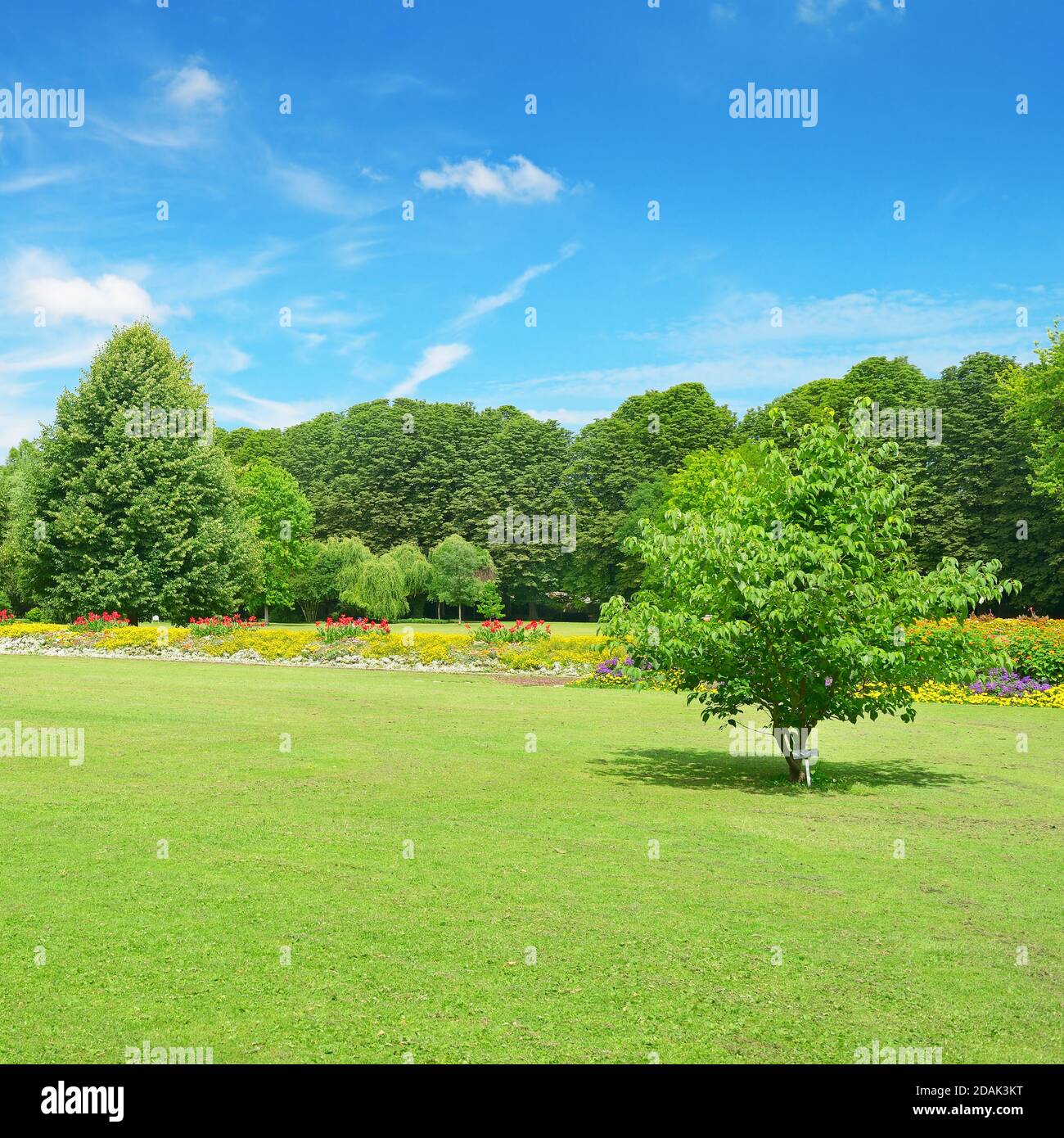 Beautiful meadow in the park Stock Photo Alamy