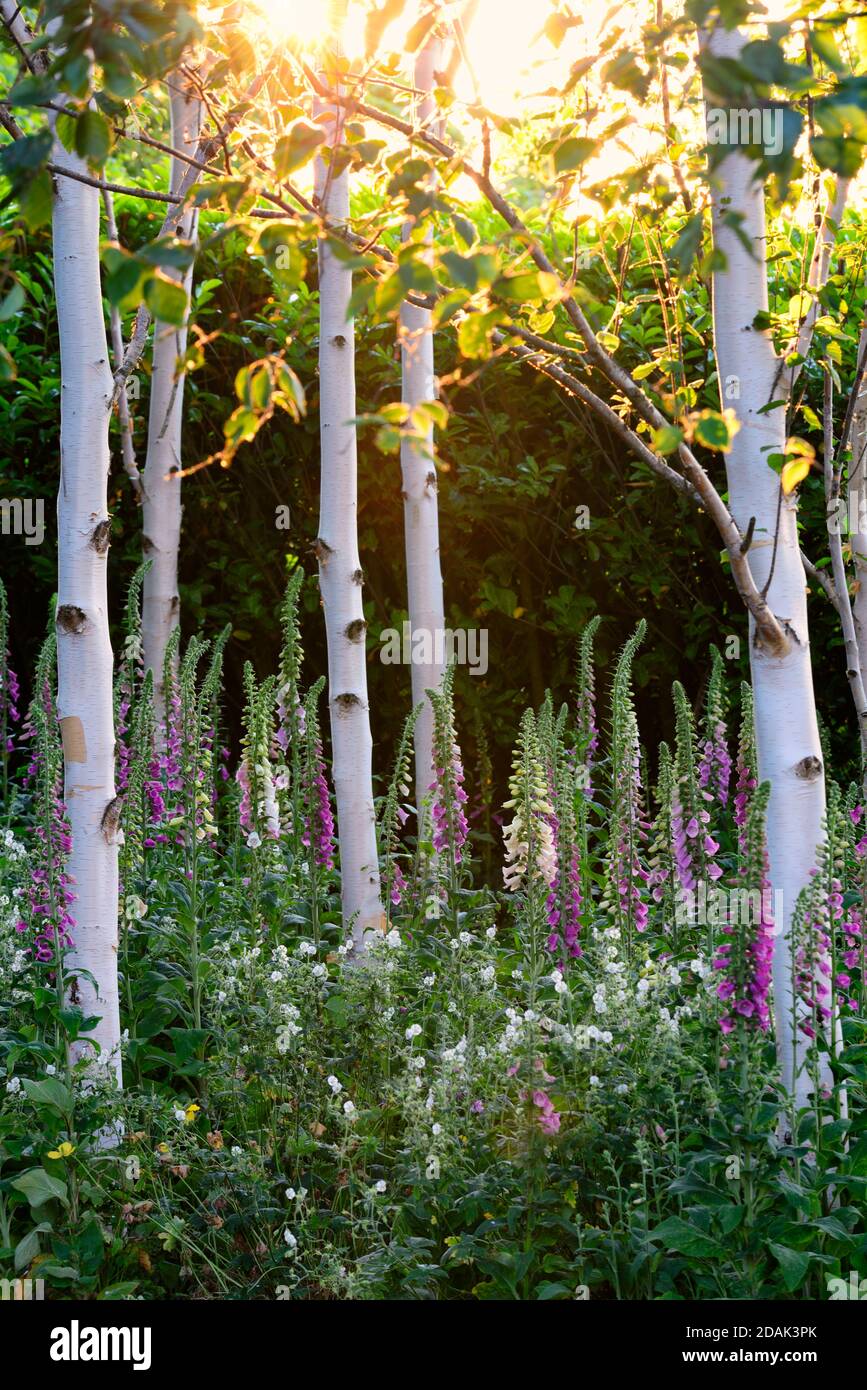 digitalis purpurea,foxglove,foxgloves,tree grove,Betula pendula,silver birch,woodland garden,gardens,sunrise,stand of trees,shady,shaded garden,RM Flo Stock Photo