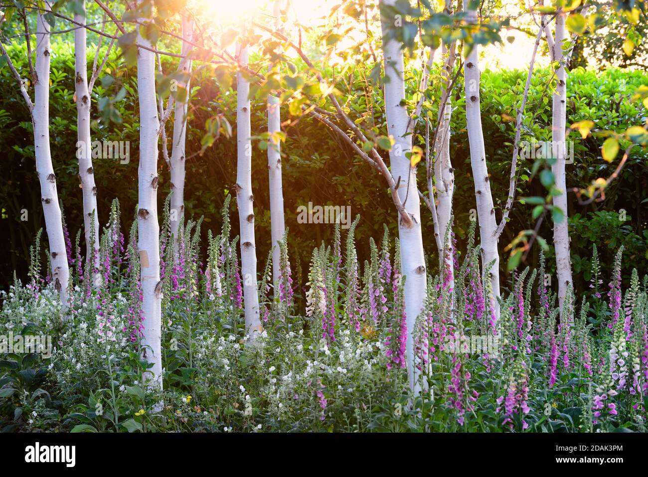 digitalis purpurea,foxglove,foxgloves,tree grove,Betula pendula,silver birch,woodland garden,gardens,sunrise,stand of trees,shady,shaded garden,RM Flo Stock Photo