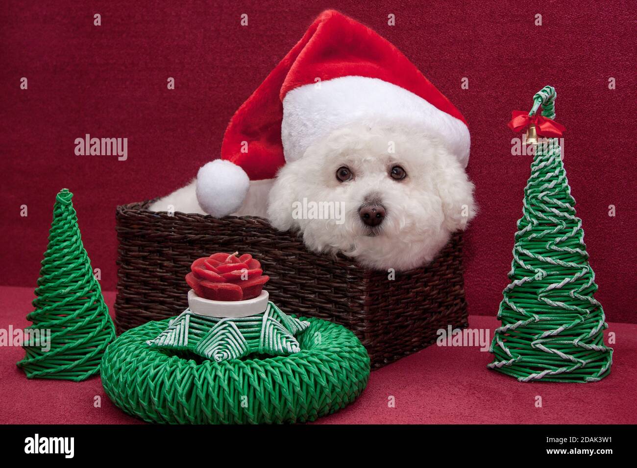 Cute bichon frise in santa claus hat is sitting in a wicker basket. Pet animals. Stock Photo