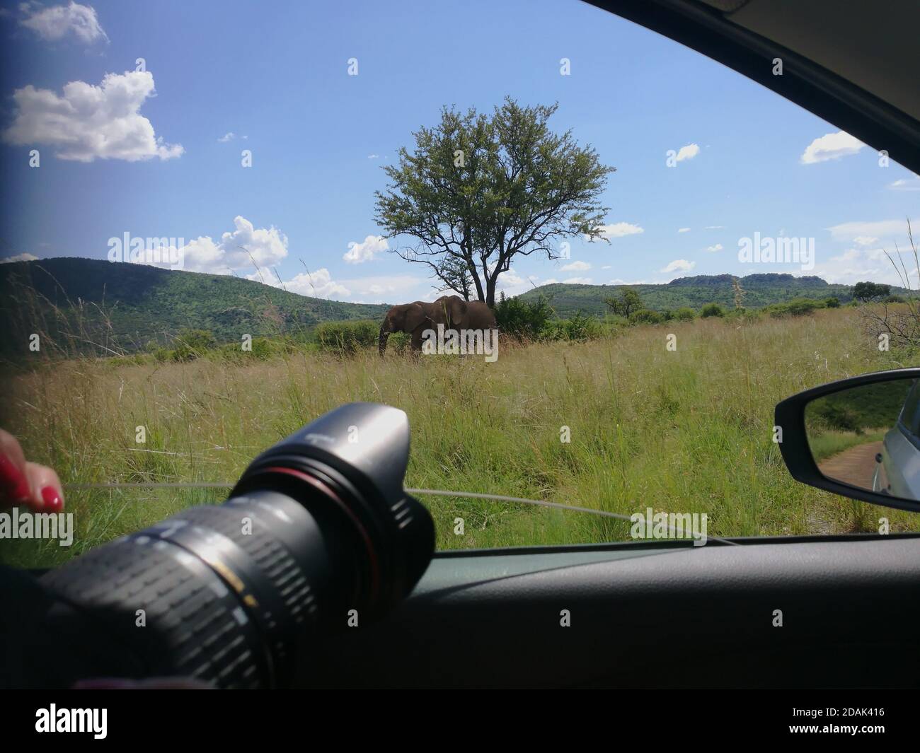 View of elephants from the car window with camera and side mirror