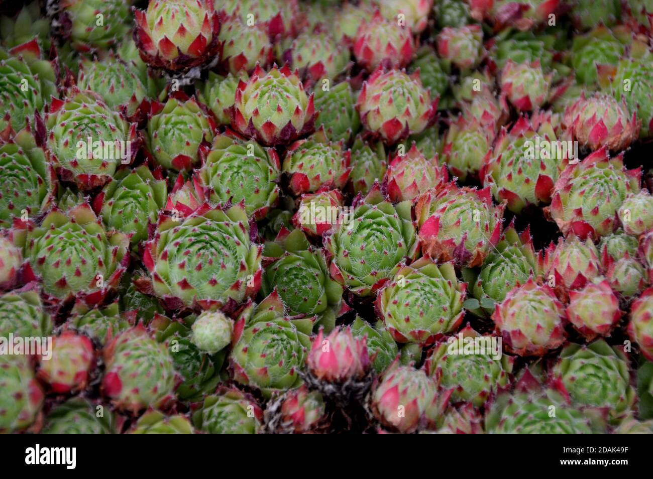 Houseleek Sempervivum 'Green Dragon' Plant grown in the Alpine House at