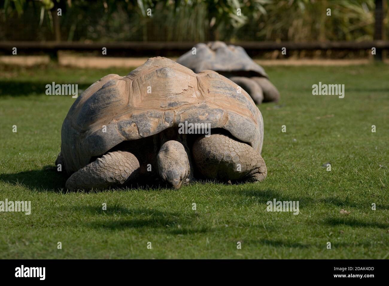 Aldabra giant tortoises grazing at Cotswold Wildlife park Stock Photo