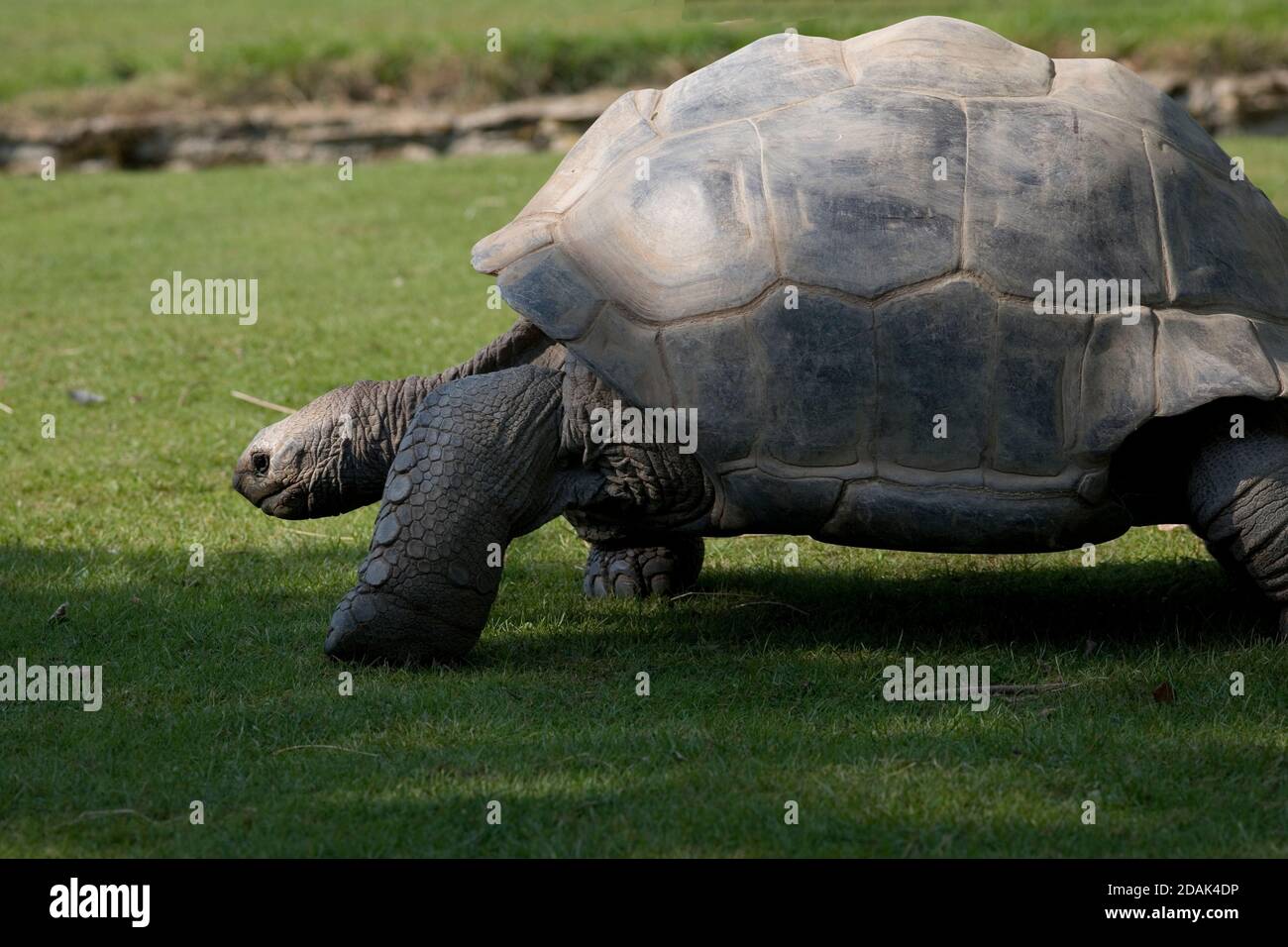 Aldabra giant tortoise moving slowly on grass at Cotswold Wildlife park Stock Photo