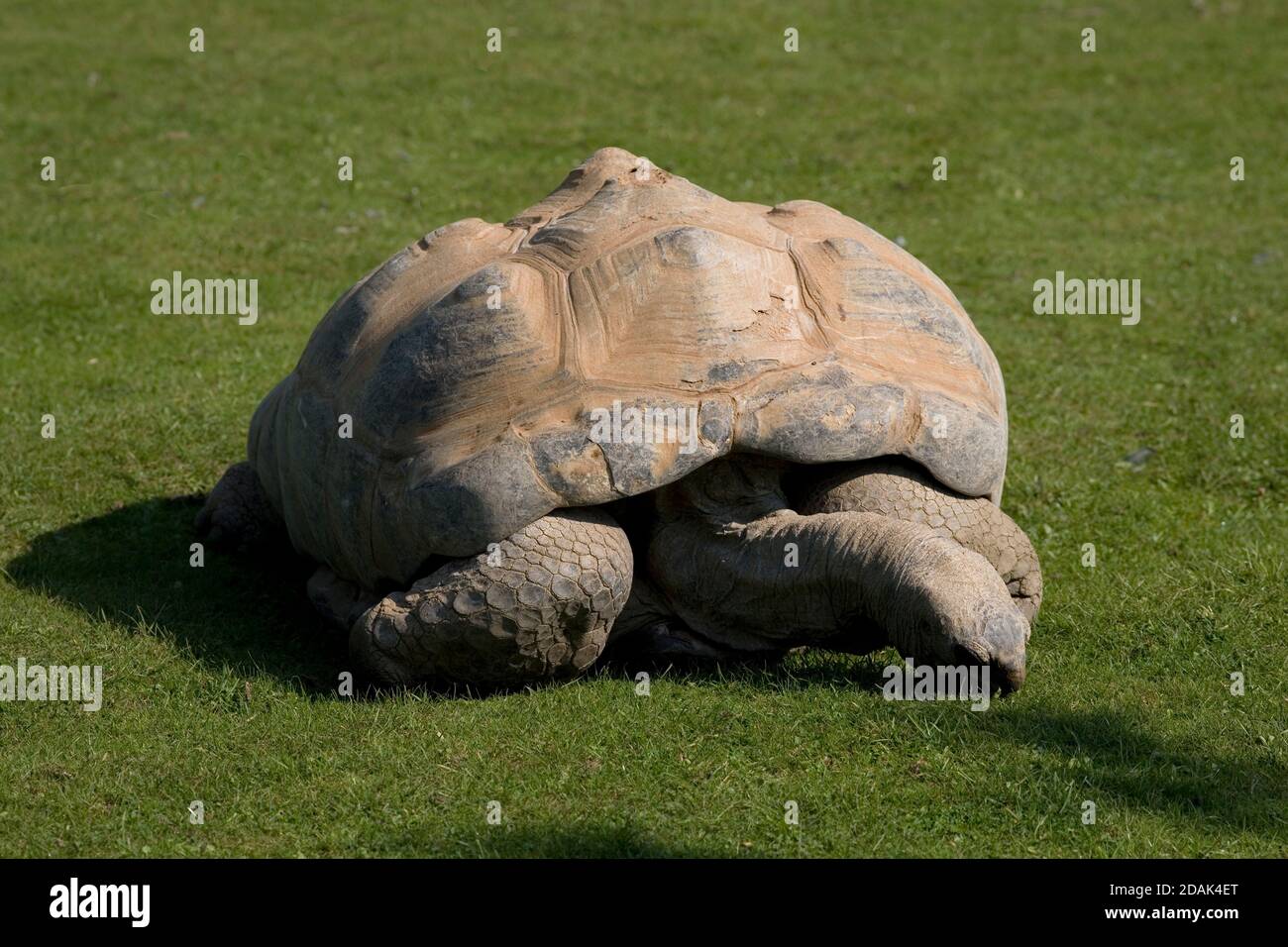 Aldabra giant tortoise eating grass at Cotswold Wildlife Park Stock Photo