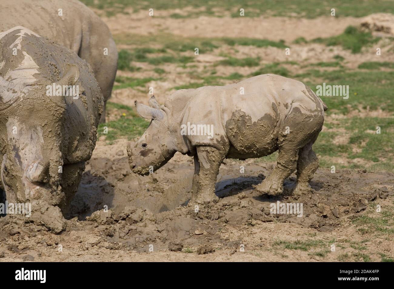 Rhino calf and adult rhino in mud bath at Cotswold Wildlife park Stock Photo