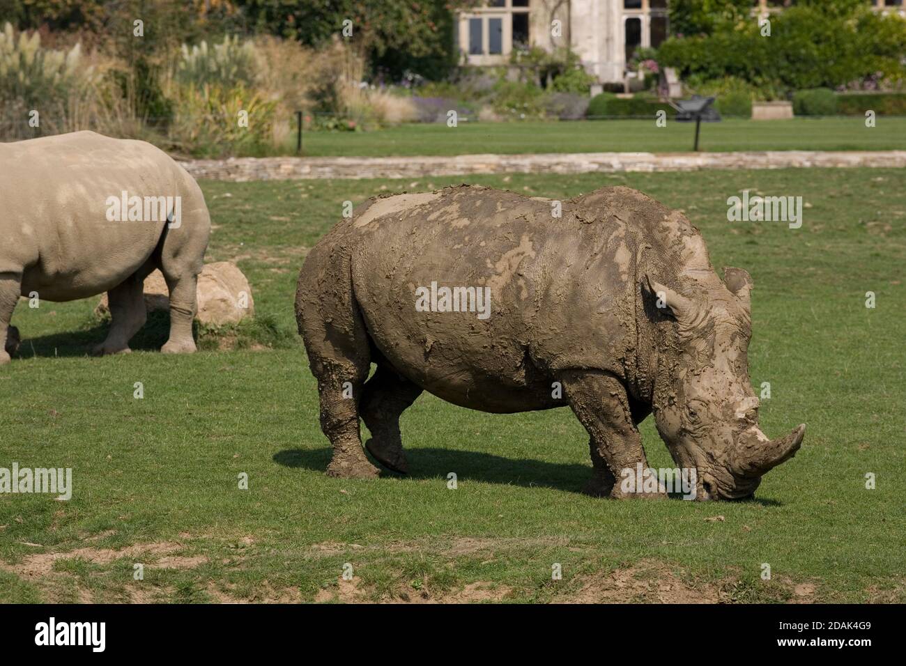 Mud covered and clean white rhinos grazing near the Victorian manor house at Cotswold Wildlife park Stock Photo