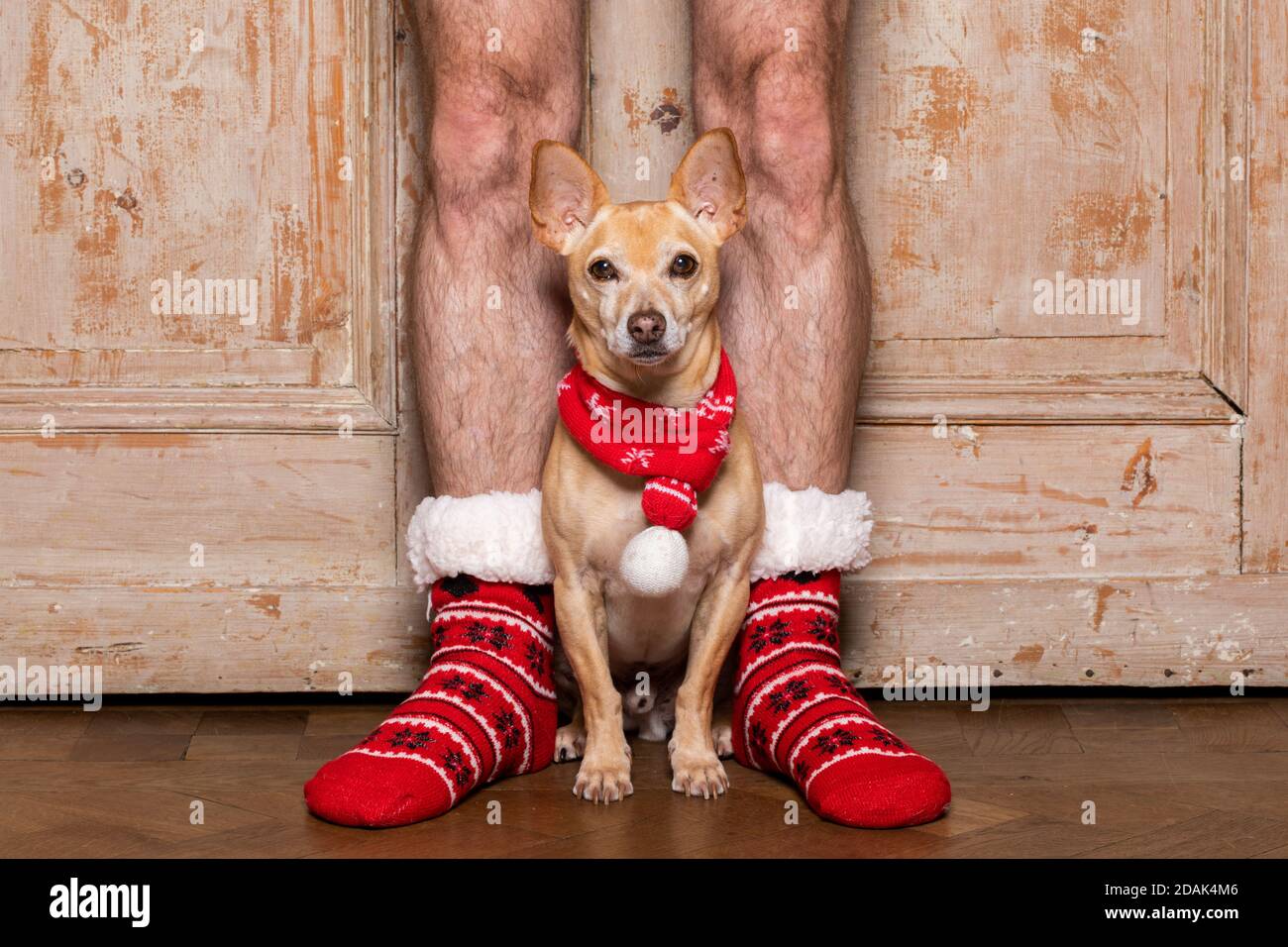 christmas santa claus chihuahua dog as a holiday season between
