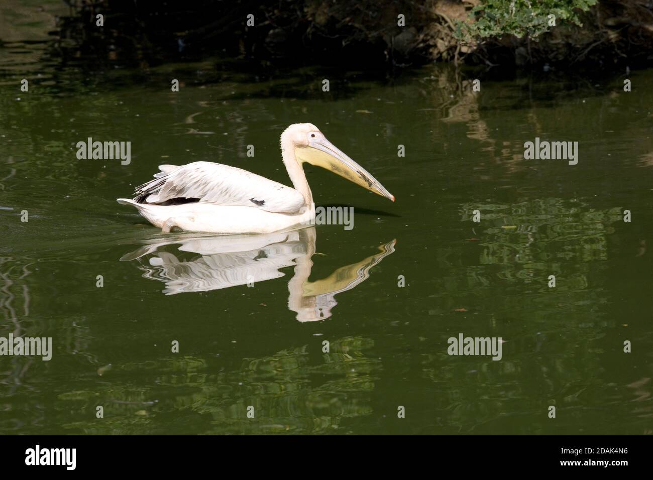 Eastern white pelican and its reflection in the pelican lake at Cotswodl Wildlife park Stock Photo
