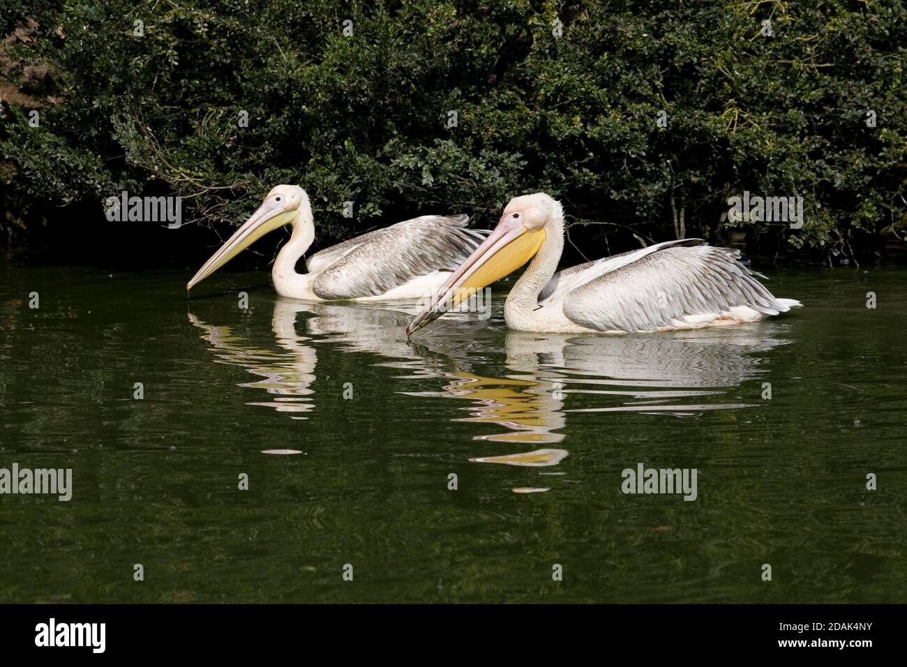 Two eastern white pelicans on their lake at Cotswold Wildlife park Stock Photo