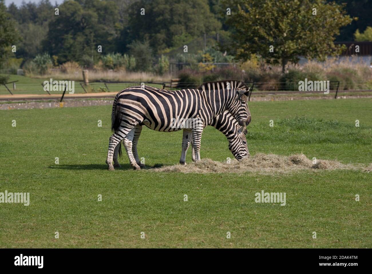 Two Chapman's zebra eating hay in their paddock at Cotswold Wildlife park Stock Photo