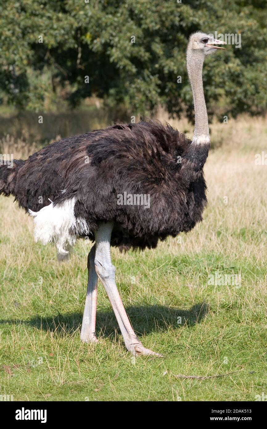 male common ostrich on a warm late summer day at Cotswold wildlife park Stock Photo