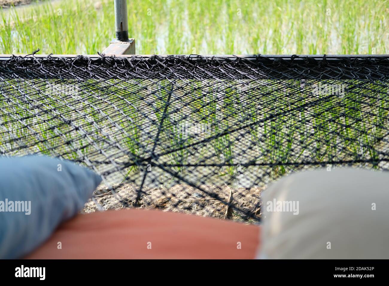 black thread rope net bed pillow for sleeping beside rice paddy field Stock  Photo - Alamy