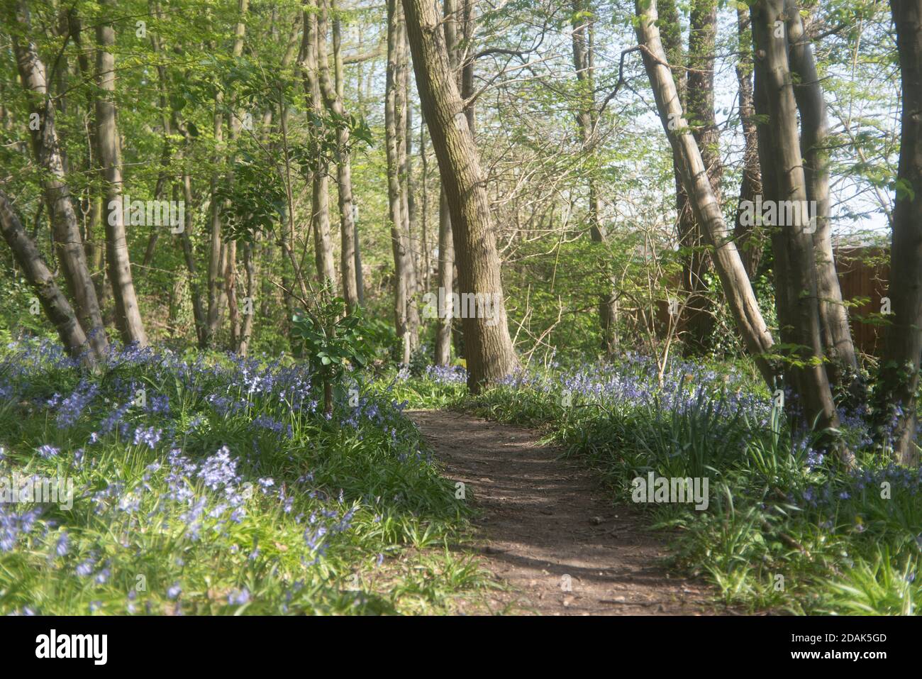 Bluebells in West Wood, Hadleigh in Essex. Taken in early spring of 2020. Stock Photo