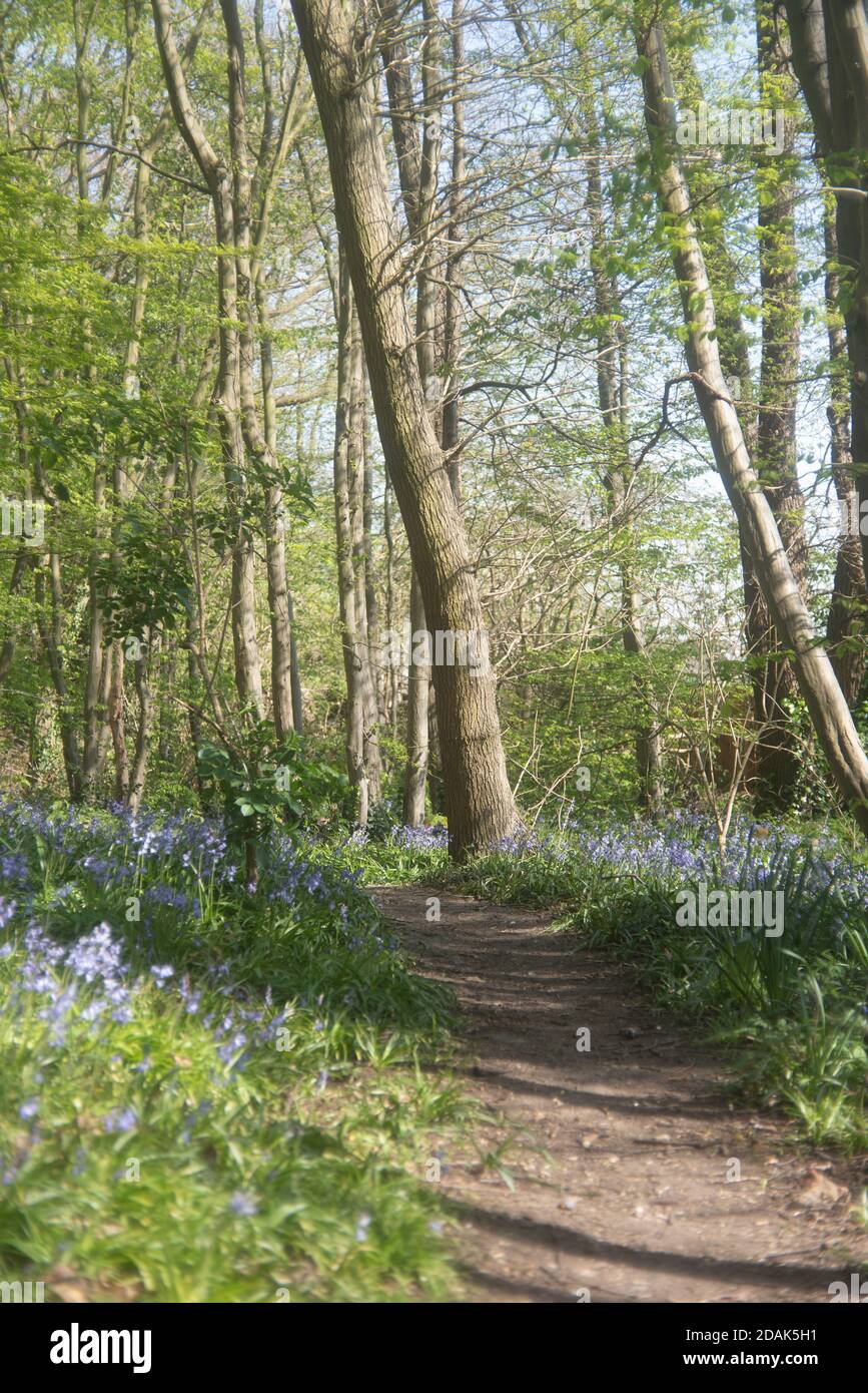 Bluebells in West Wood, Hadleigh in Essex. Taken in early spring of 2020. Stock Photo