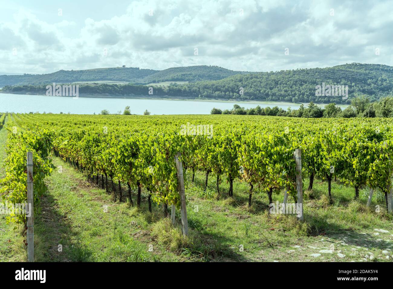 rows of vines in a green rustic landscape near shore, shot in bright light at Corbara lake, Umbria, Italy Stock Photo