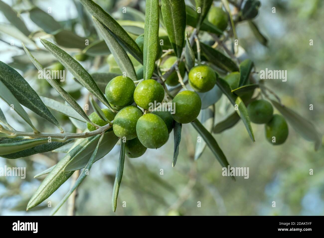 detail of olives on branch in olive grove, shot in bright light near  Foligno, Perugia, Umbria, Italy Stock Photo - Alamy