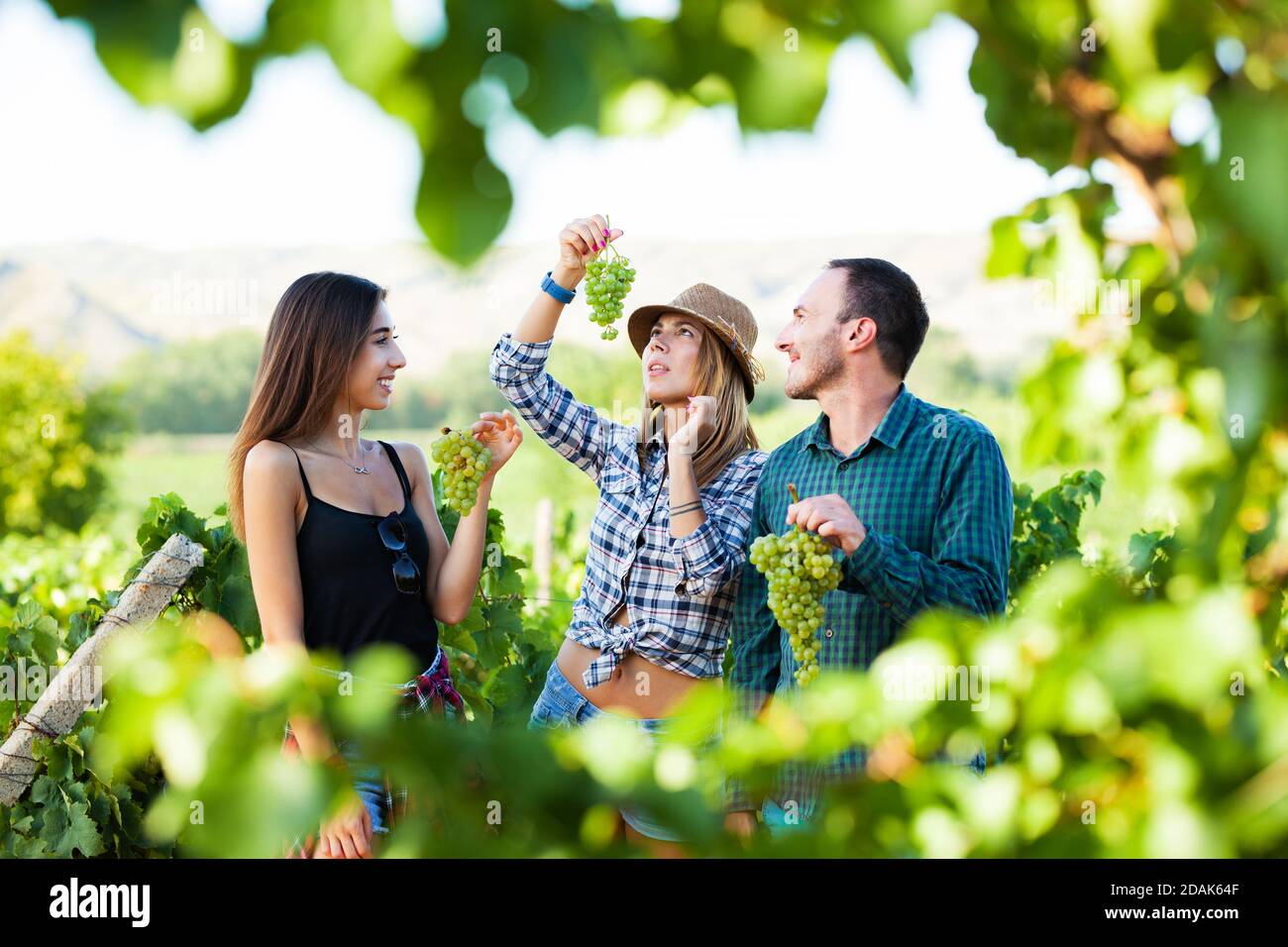 Tree friends tasting grapes. Two girls and a man during harvest season a t vineyard field. Stock Photo
