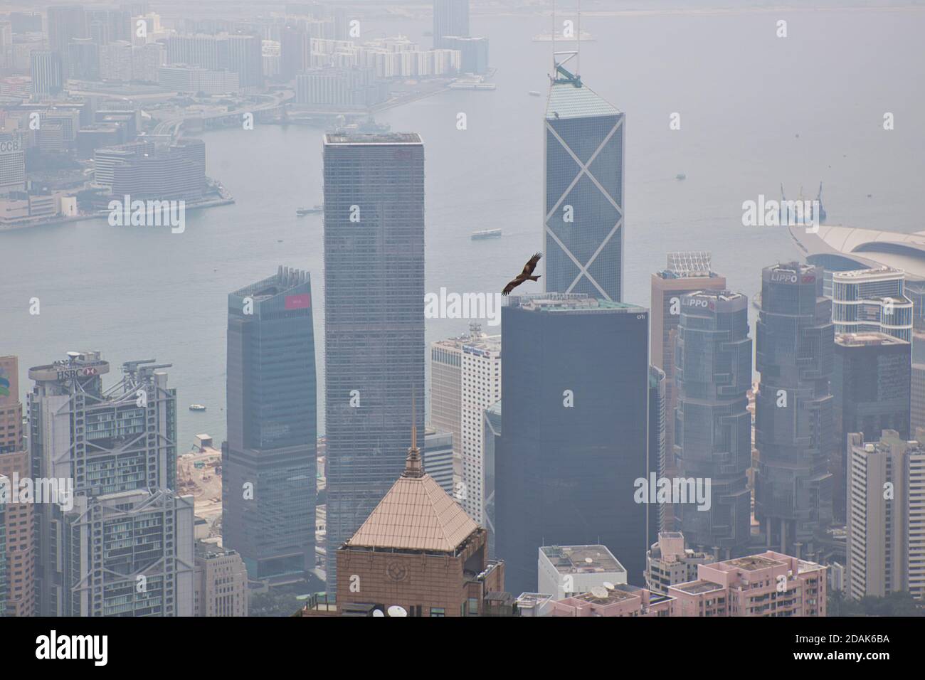 An eagle or kite soars over the high rise buildings of the central district of Hong Kong with the harbour and Kowloon in the misty background Stock Photo