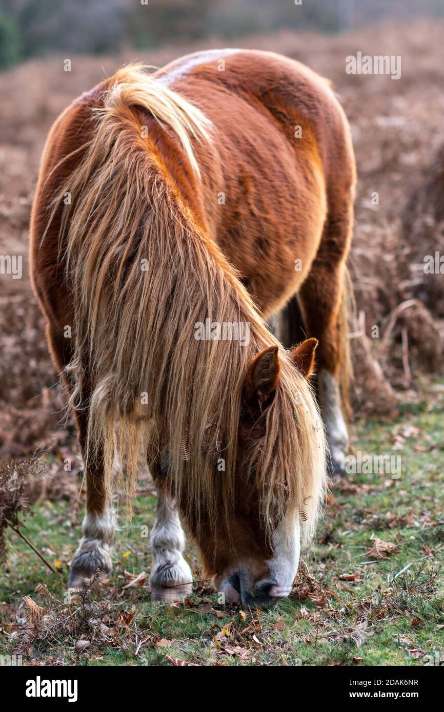 Chestnut New Forest pony with an overgrown fringe grazing among the brown bracken in November, Hampshire, UK Stock Photo