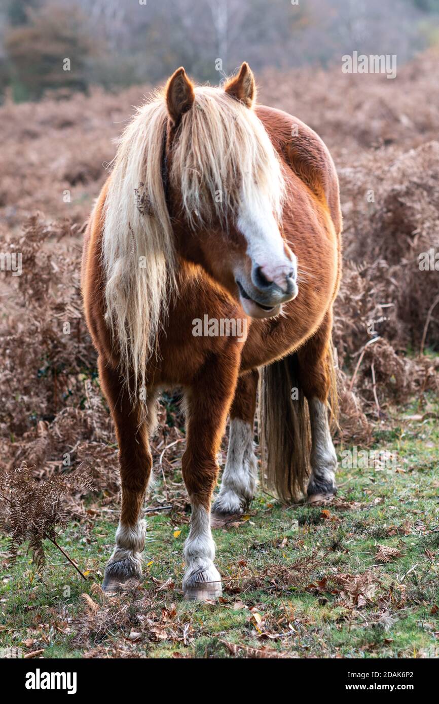 Chestnut New Forest pony with an overgrown fringe in November, Hampshire, UK Stock Photo