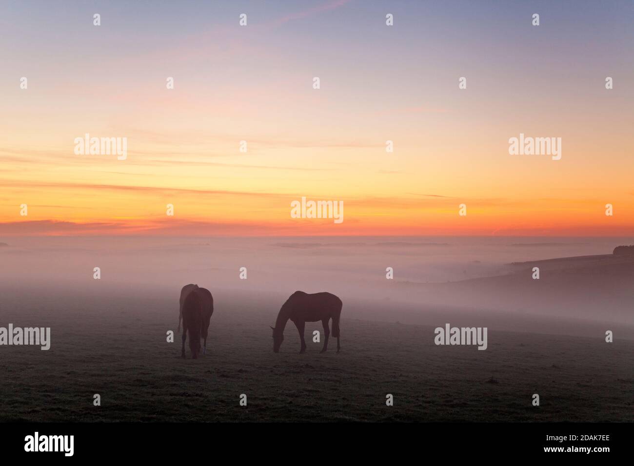 Horses grazing on the downs at sunrise near the village of Wylye in Wiltshire. Stock Photo