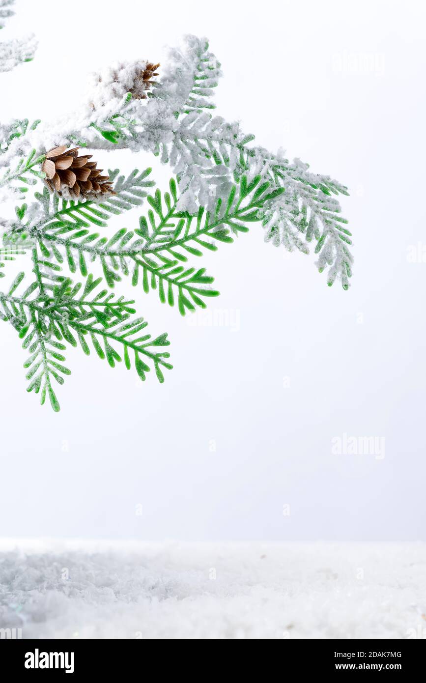 Fir tree branch with cones covered with snow on white background Stock ...