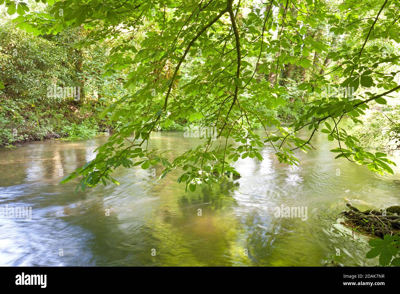 Overhanging horse chestnut branches on the River Wylye at Codford in Wiltshire. Stock Photo
