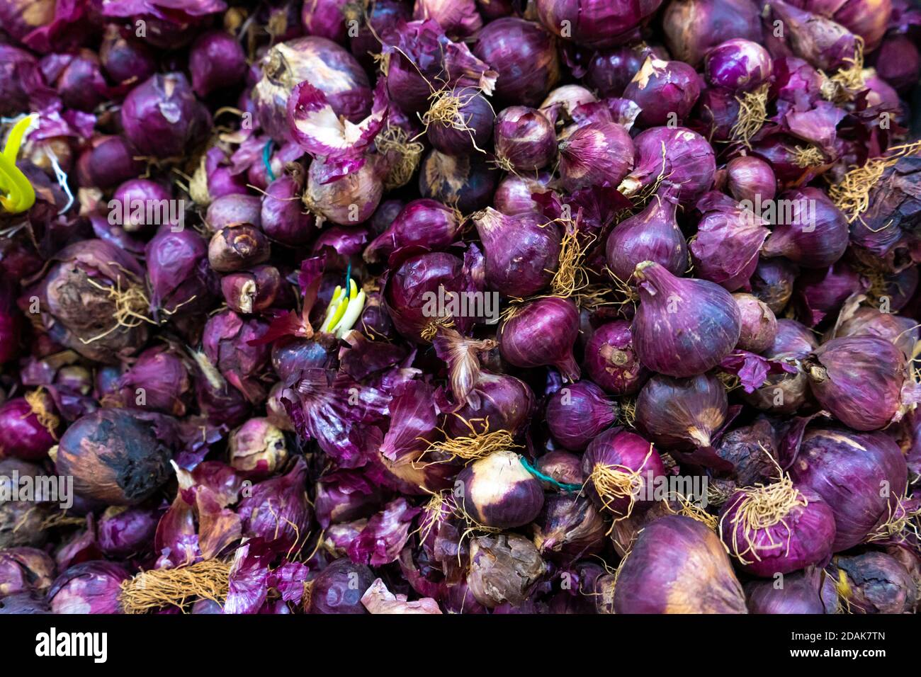 Red onion heads hi-res stock photography and images - Alamy