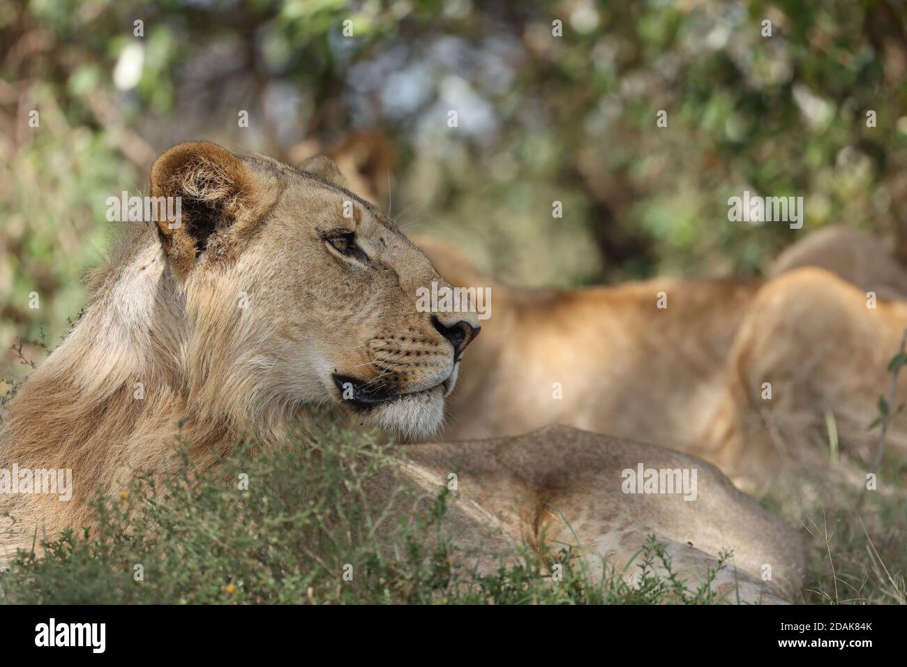 juvenile lions resting in the sunshine, Kenya Stock Photo