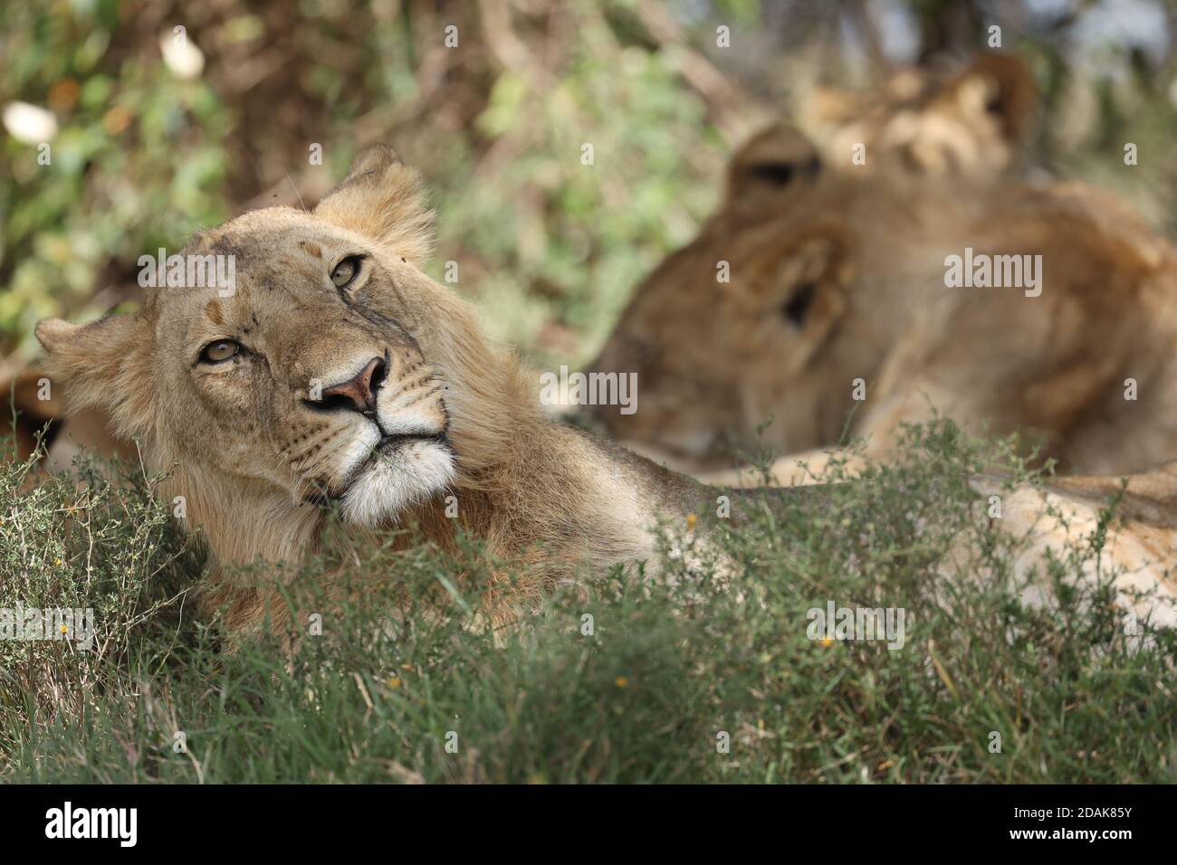 juvenile lions resting in the sunshine, Kenya Stock Photo