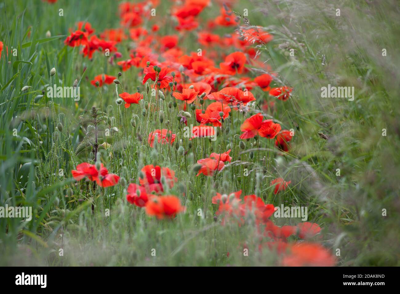 Poppies and grasses growing at the edge of a wheat field in Wiltshire. Stock Photo
