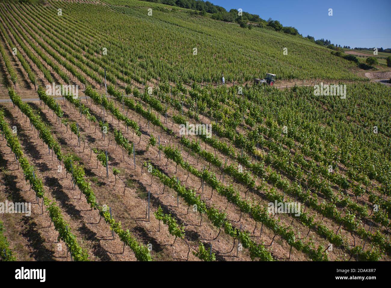 Rows of newly planted grape vines in a vineyard above the town of Rudesheim, on the River Rhine, Darmstadt, Heese, Germany Stock Photo