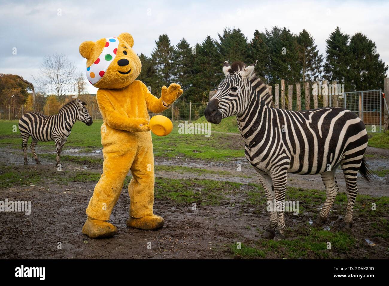 https://c8.alamy.com/comp/2DAK8RD/pudsey-bear-visits-blair-drummond-safari-park-near-stirling-to-help-out-the-keepers-feeding-the-zebras-ahead-bbc-children-in-need-2020-2DAK8RD.jpg