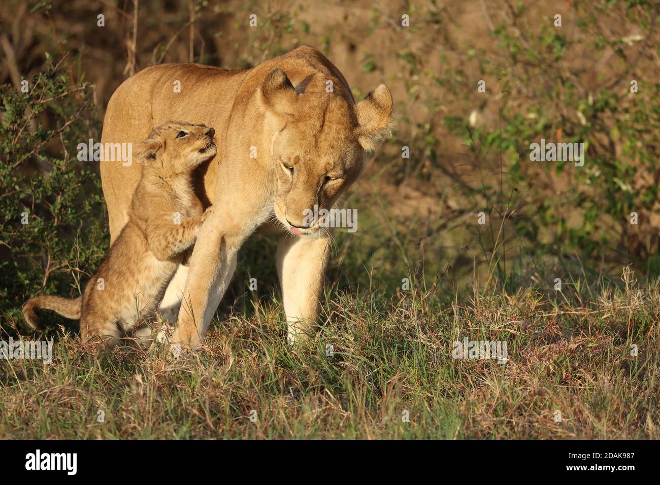Lion cubs in sunshine playing with lioness, Kenya Stock Photo