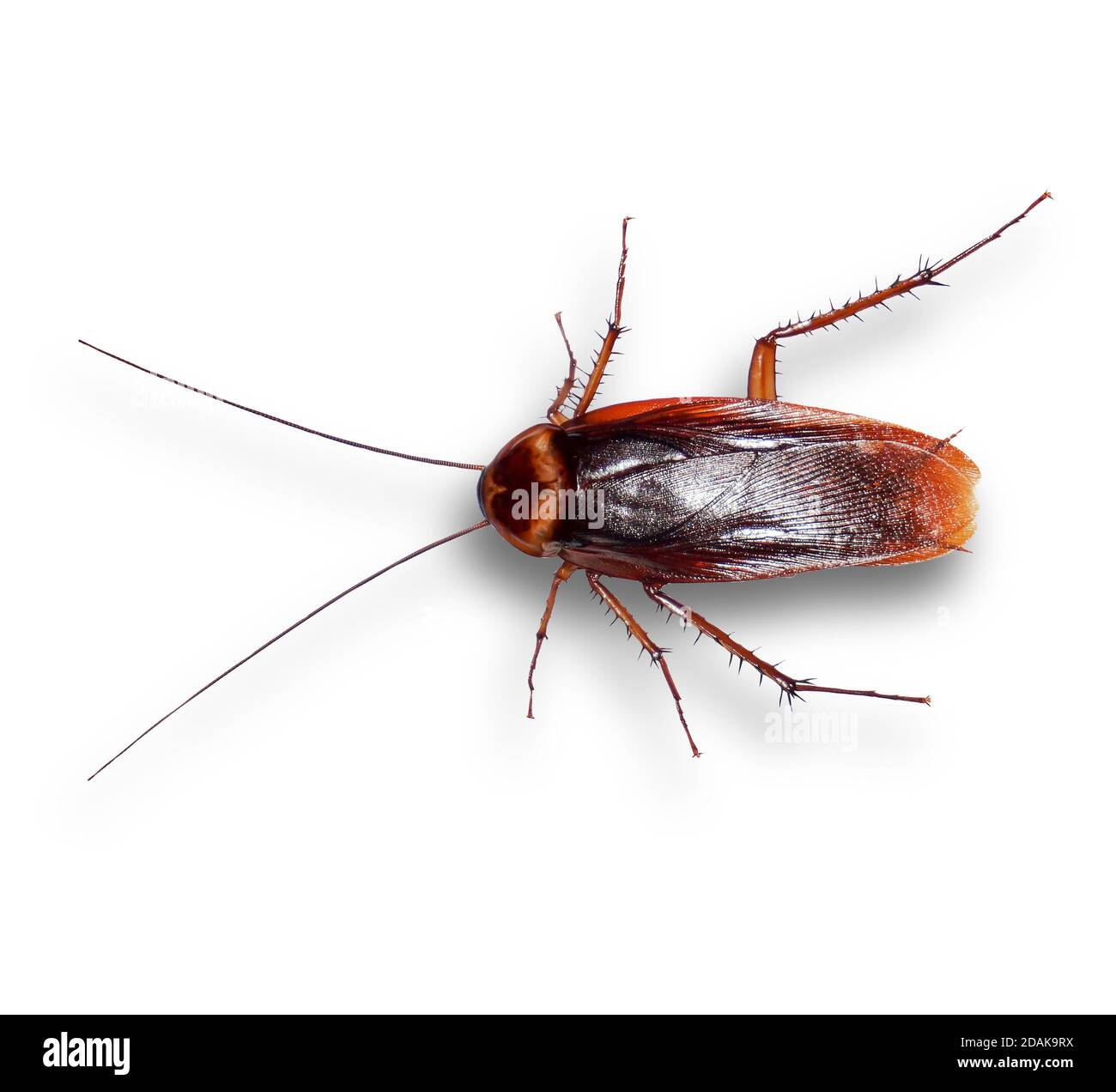 cockroaches isolated from white background,cilpping paths Stock Photo Alamy