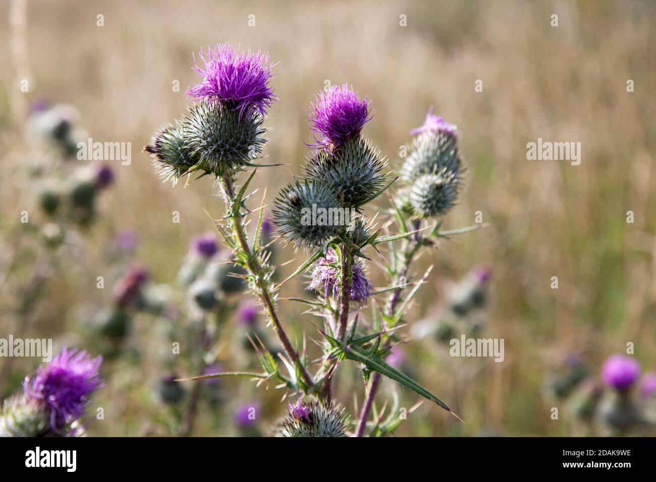 Thistles growing on chalk downland near Burcombe in Wiltshire. Stock Photo