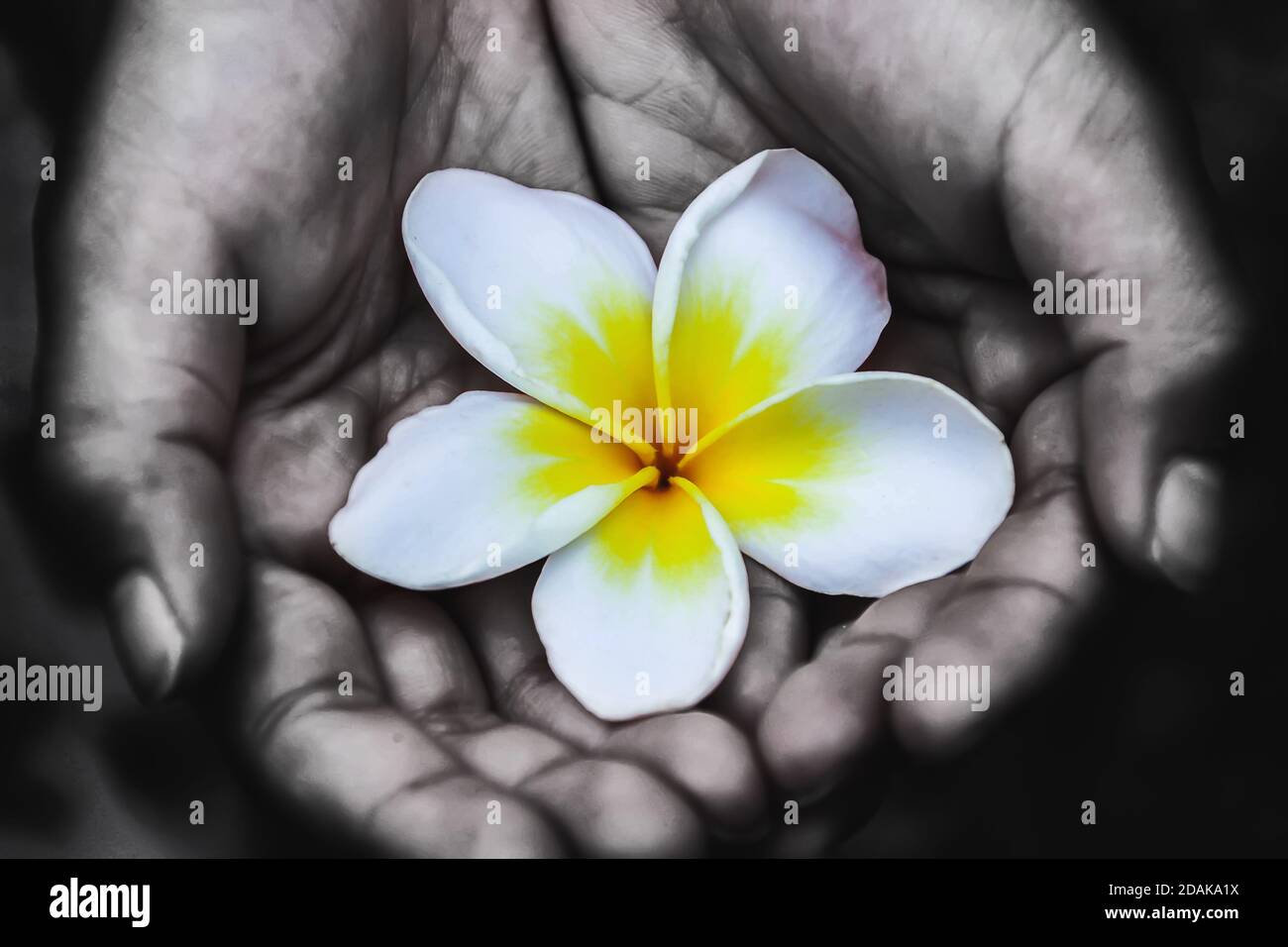 Champa flowers in the hands of childrenมIt is a picture of a child's hand that creates a black and white ridge and flowers in color. Stock Photo