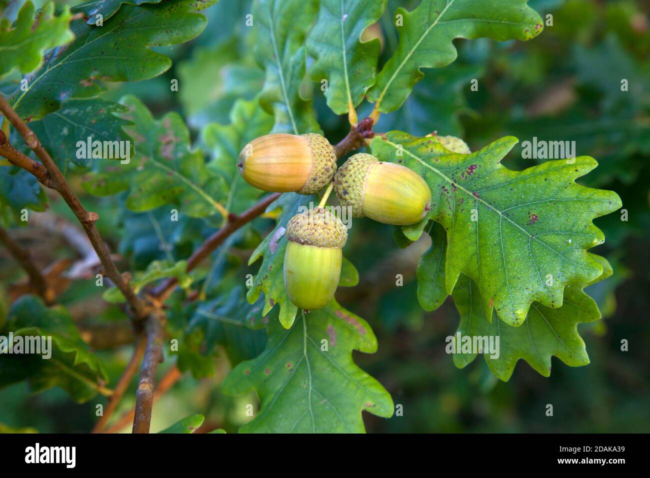 A cluster of acorns on an oak tree in Wiltshire Stock Photo - Alamy